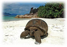Researrangörer för resor till Seychellerna