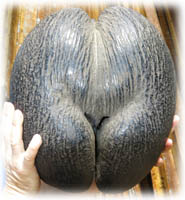 Dubbeln�ten och dubbeln�tspalmen - Coco de Mer